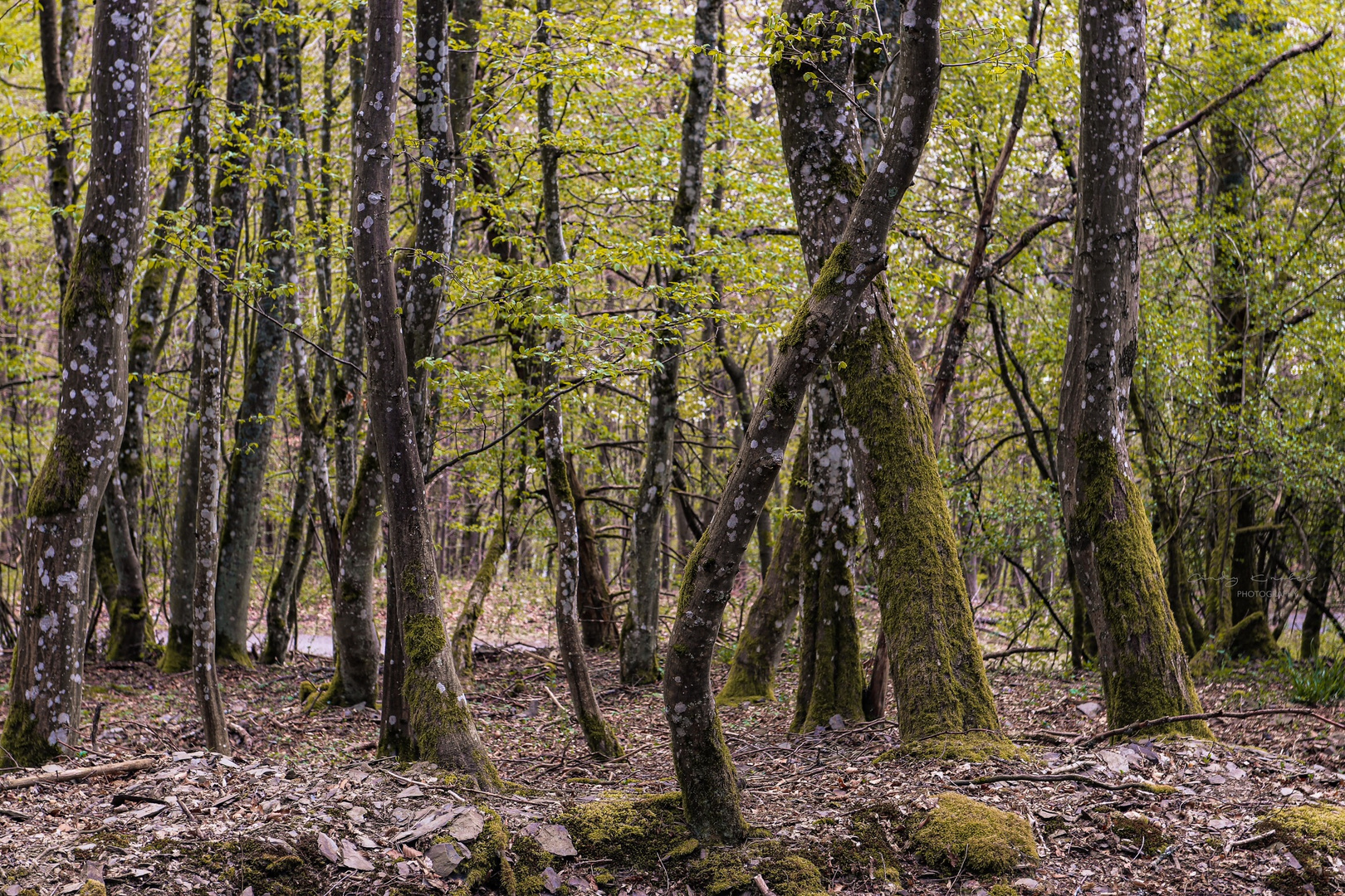 Waldspaziergang