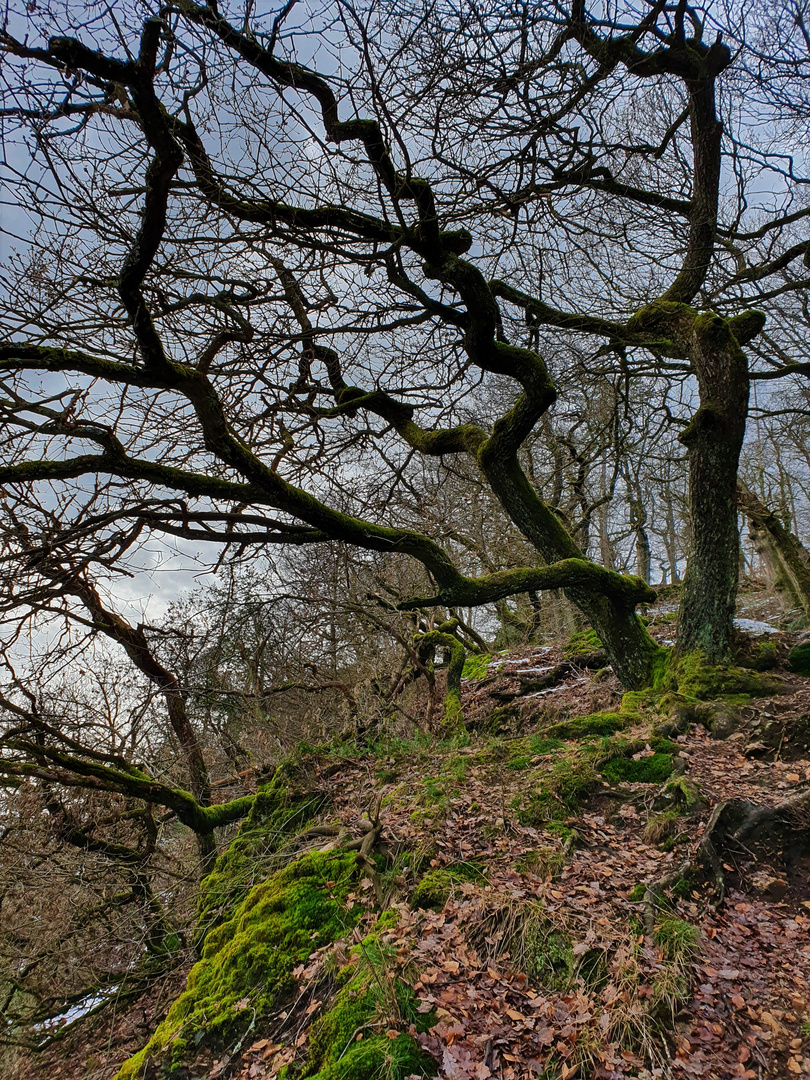 Waldspaziergang