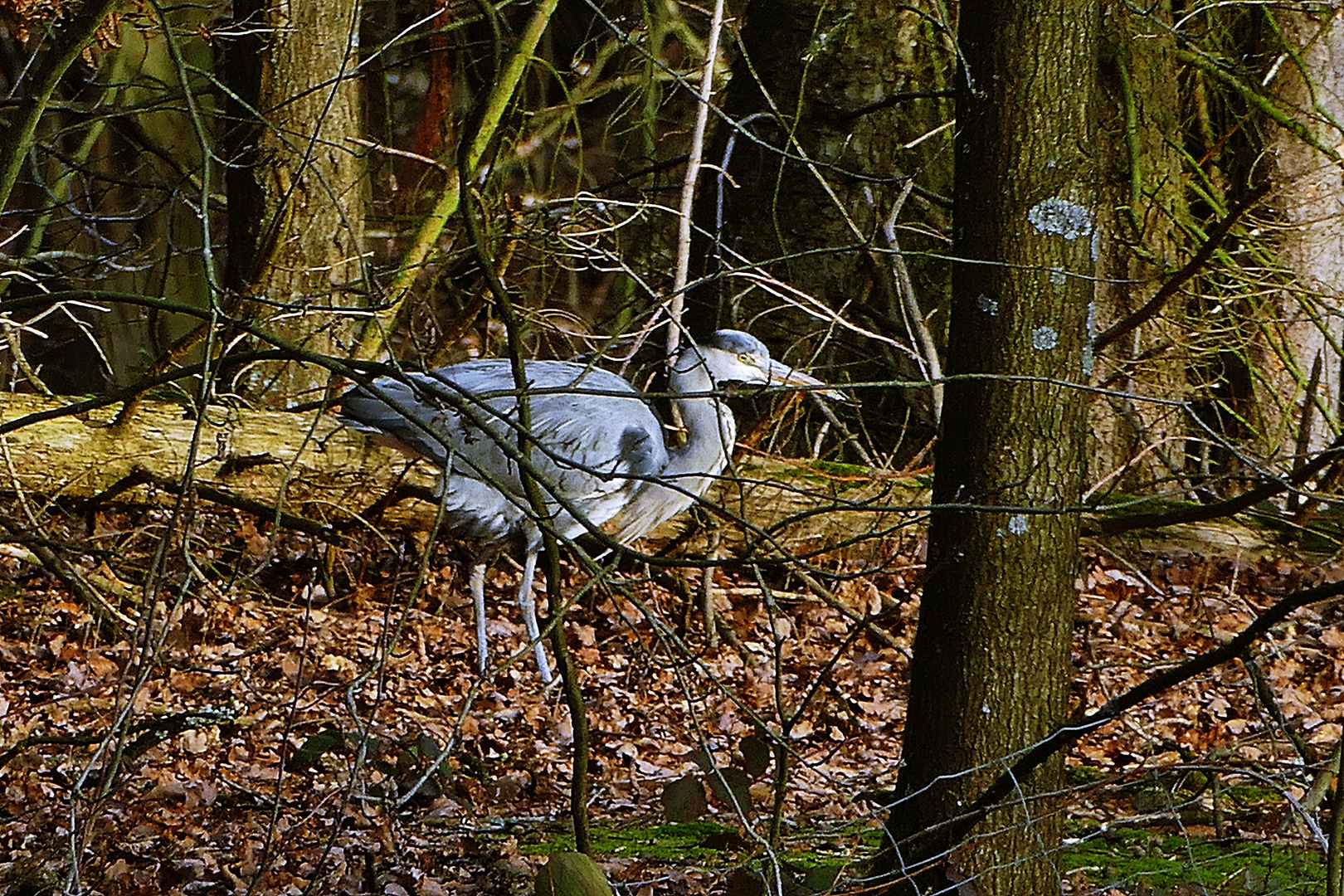 Waldspaziergang