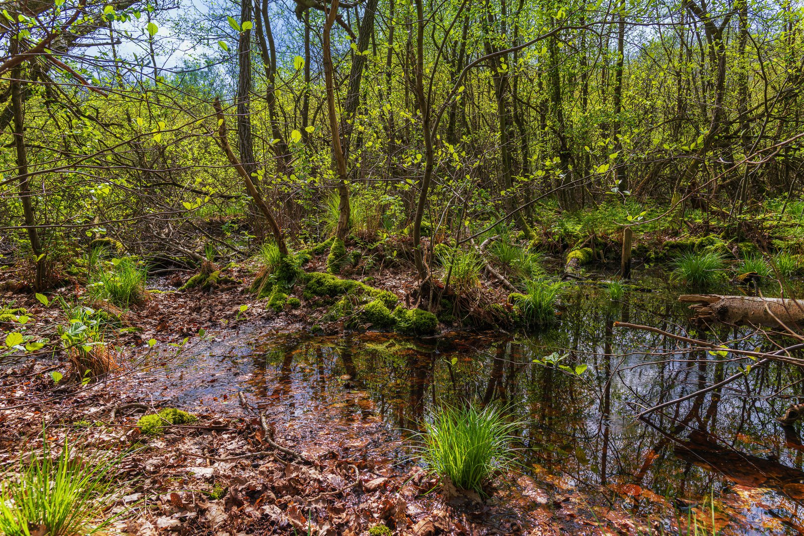 Waldspaziergang