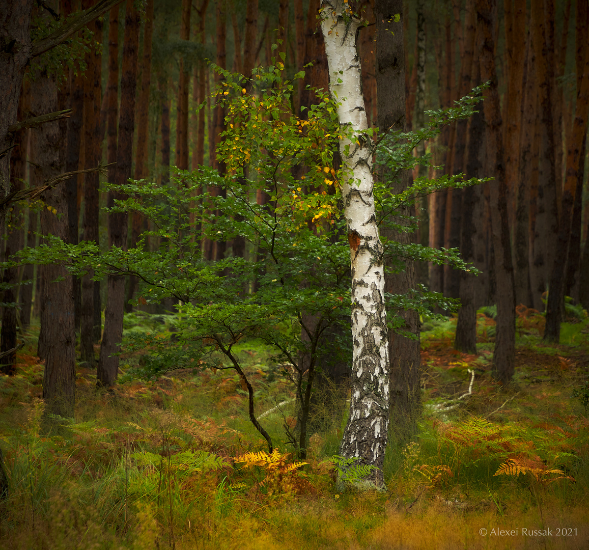 Waldspaziergang #8