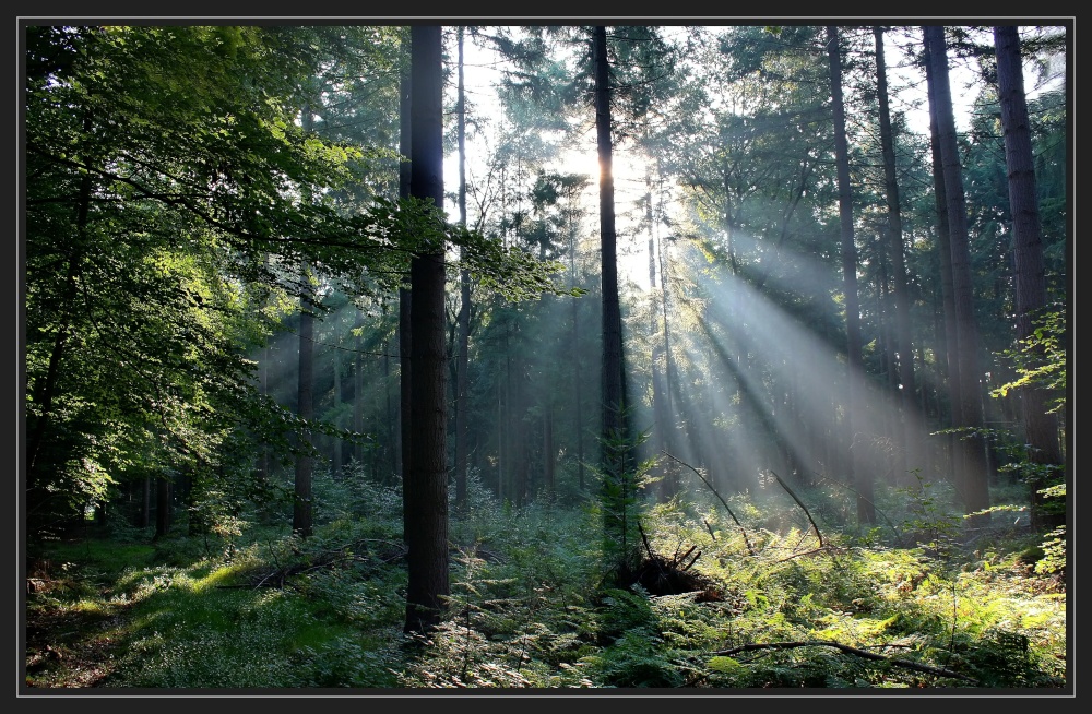 Waldspaziergang