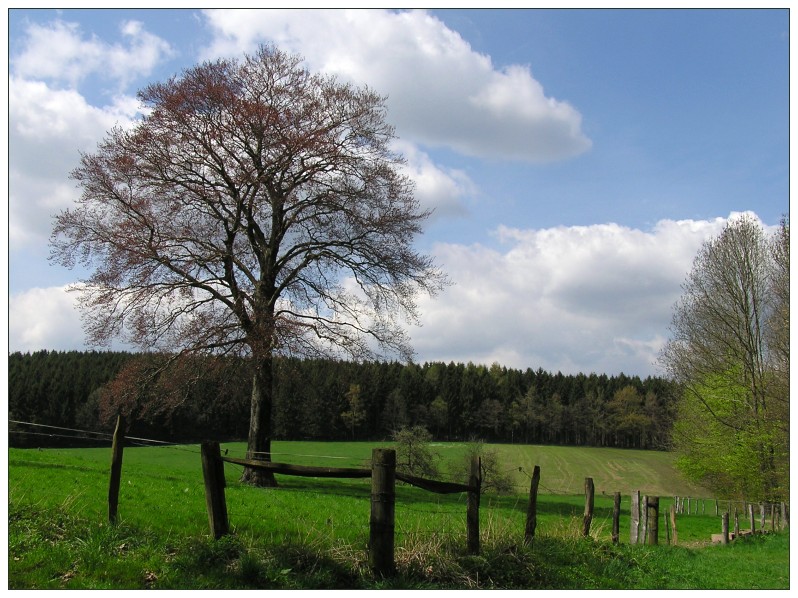 Waldspaziergang