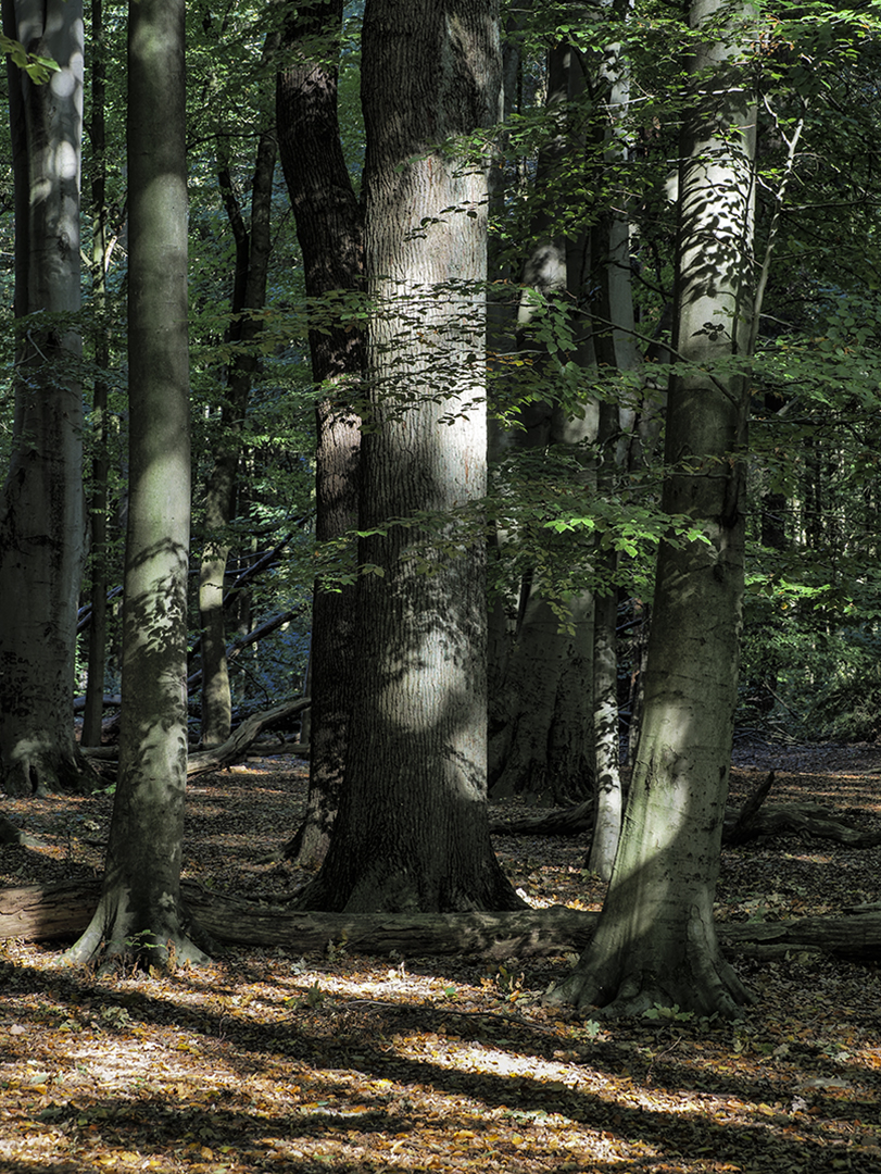 Waldspaziergang