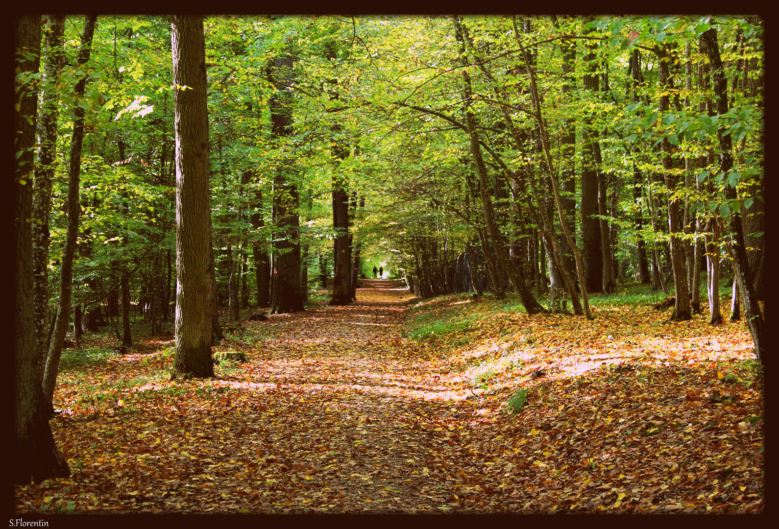 Waldspaziergang