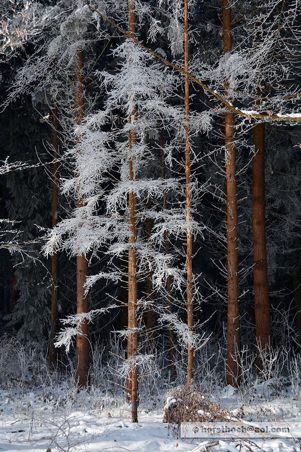 Waldspaziergang