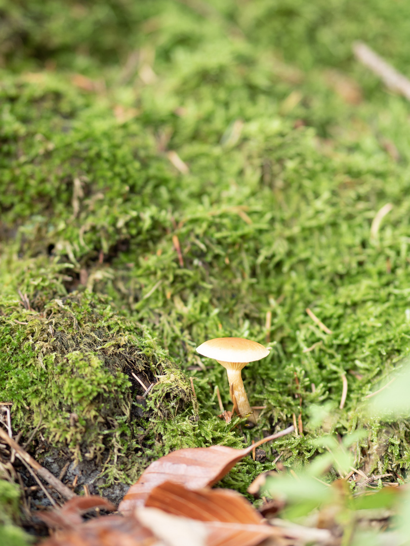 Waldspaziergang