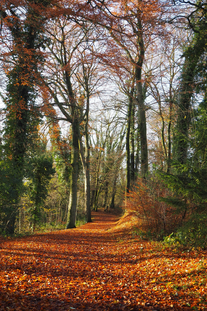 Waldspaziergang