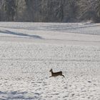 Waldspaziergang