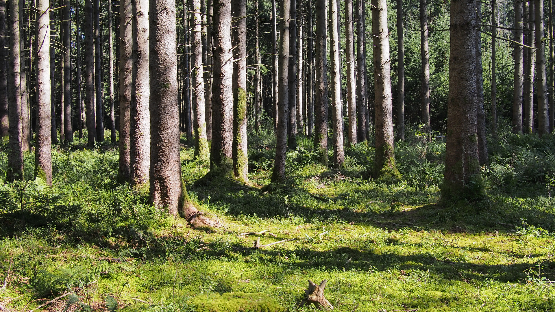 Waldspaziergang