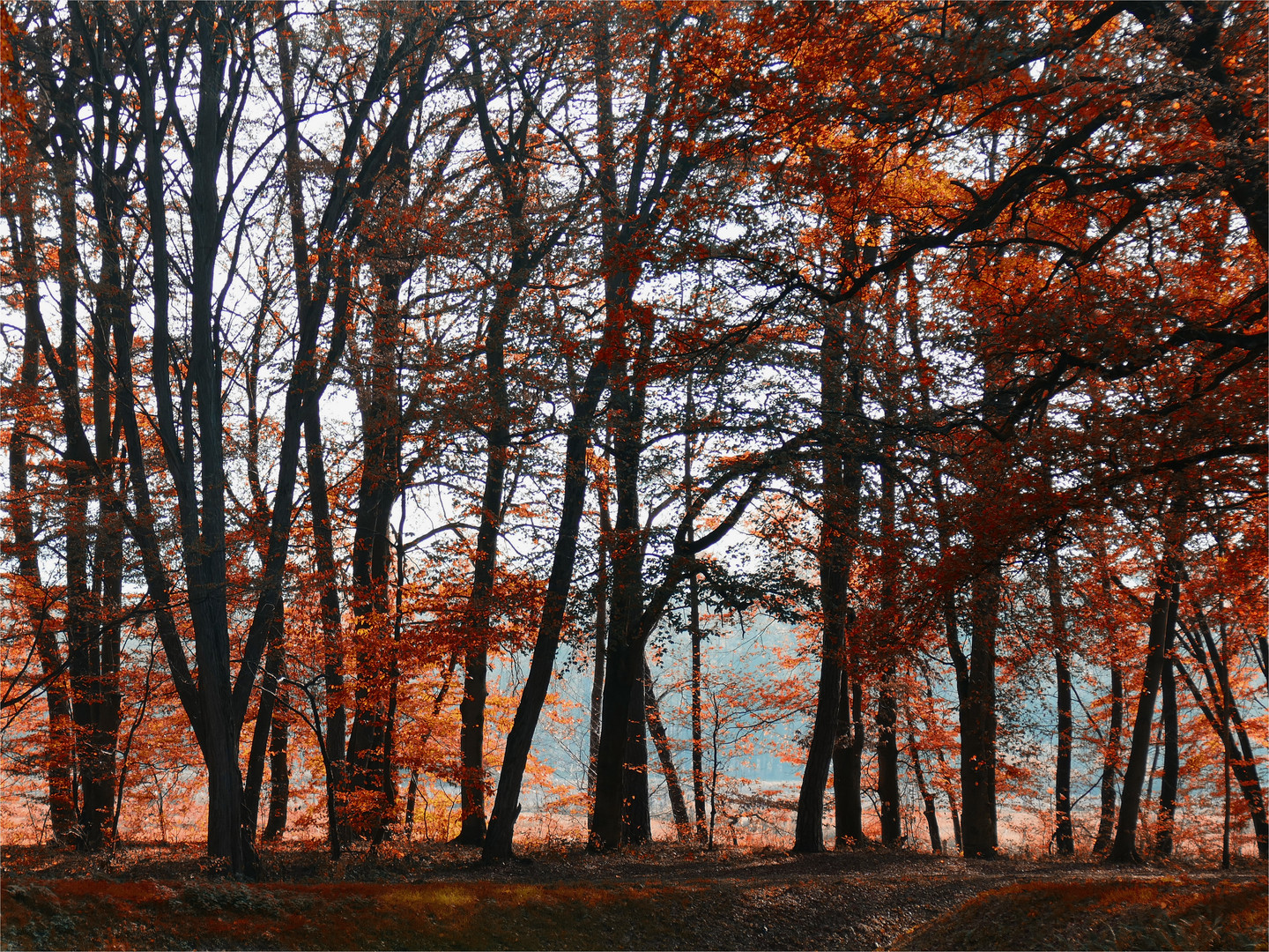 Waldspaziergang...