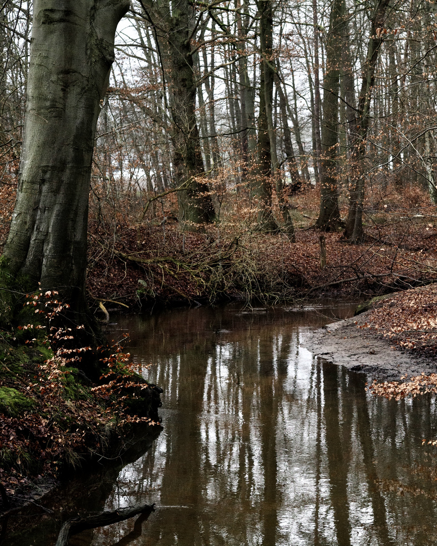 Waldspaziergang