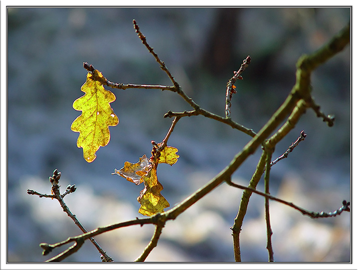 Waldspaziergang