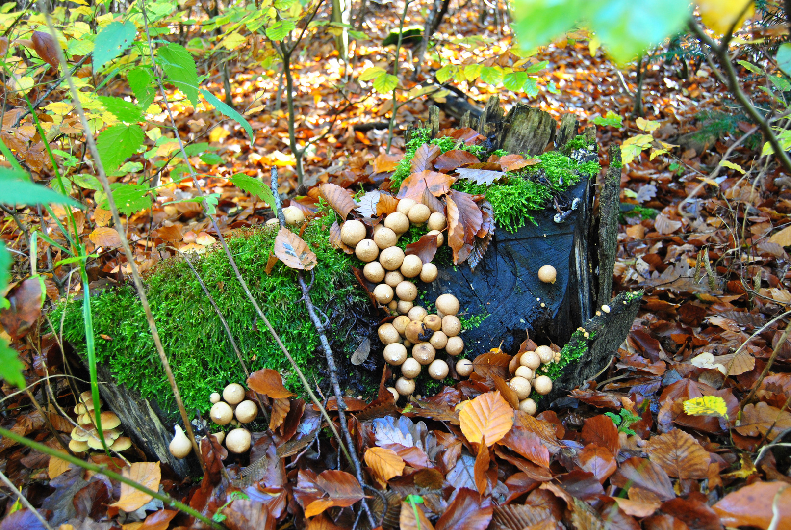 Waldspaziergang