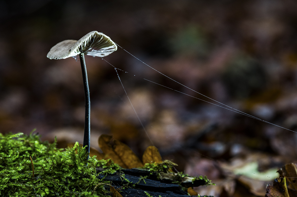 Waldspaziergang