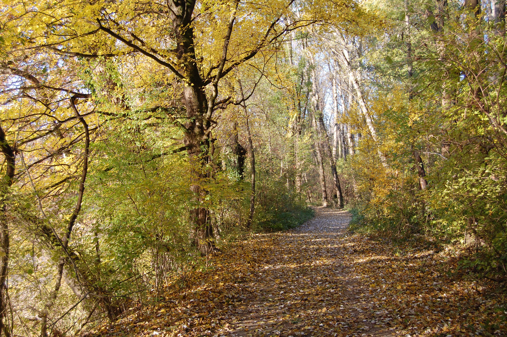 Waldspaziergang