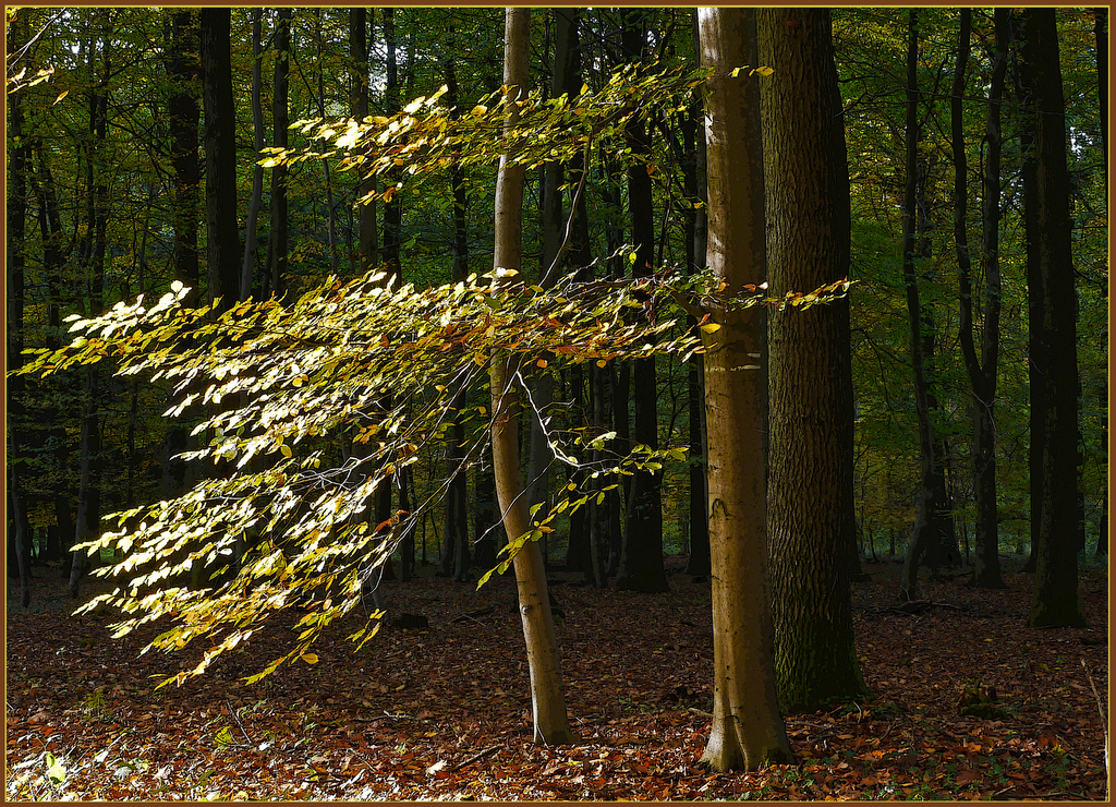 Waldspaziergang