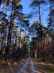 Waldspaziergang