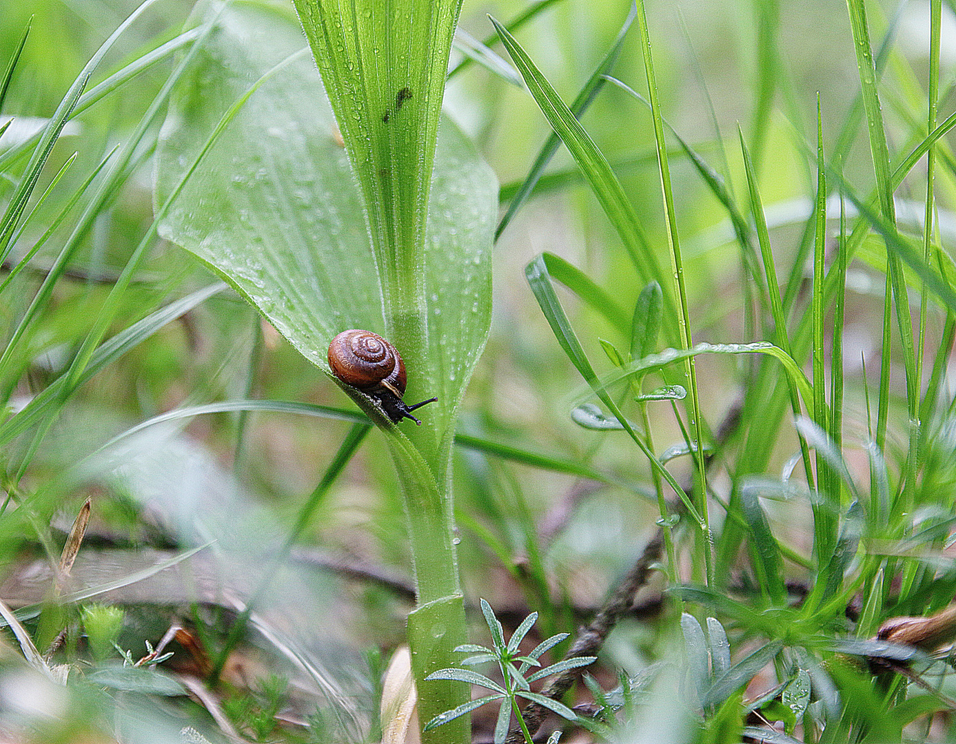 Waldspaziergang