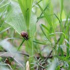 Waldspaziergang