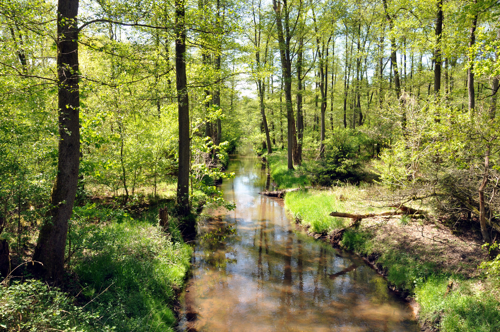 Waldspaziergang