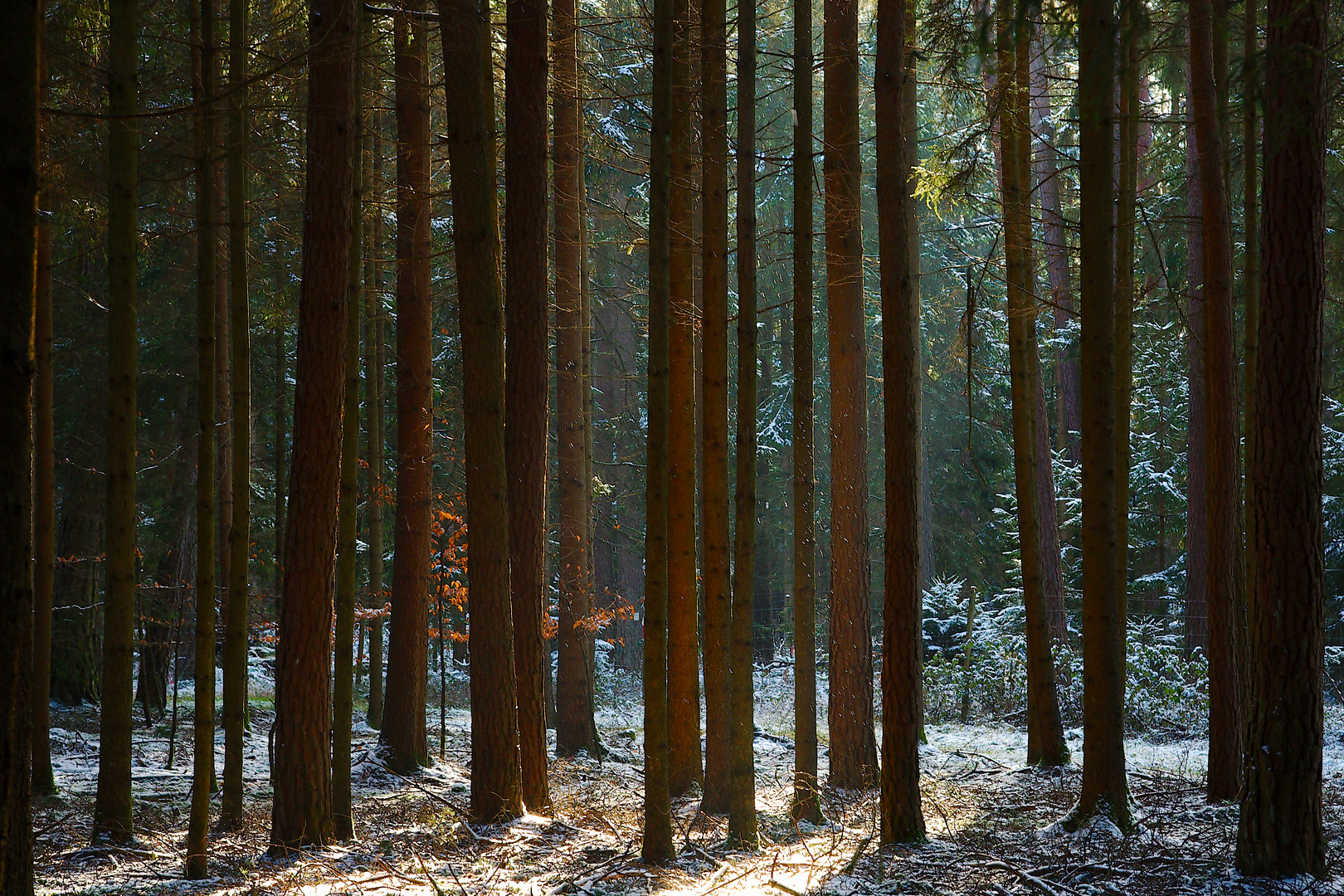 Waldspaziergang 