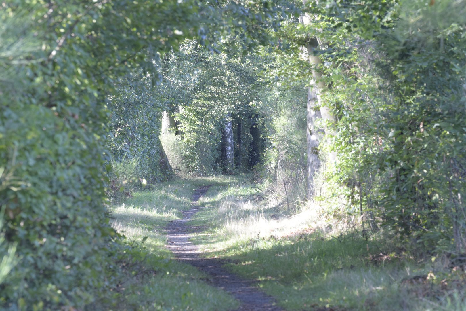 Waldspaziergang