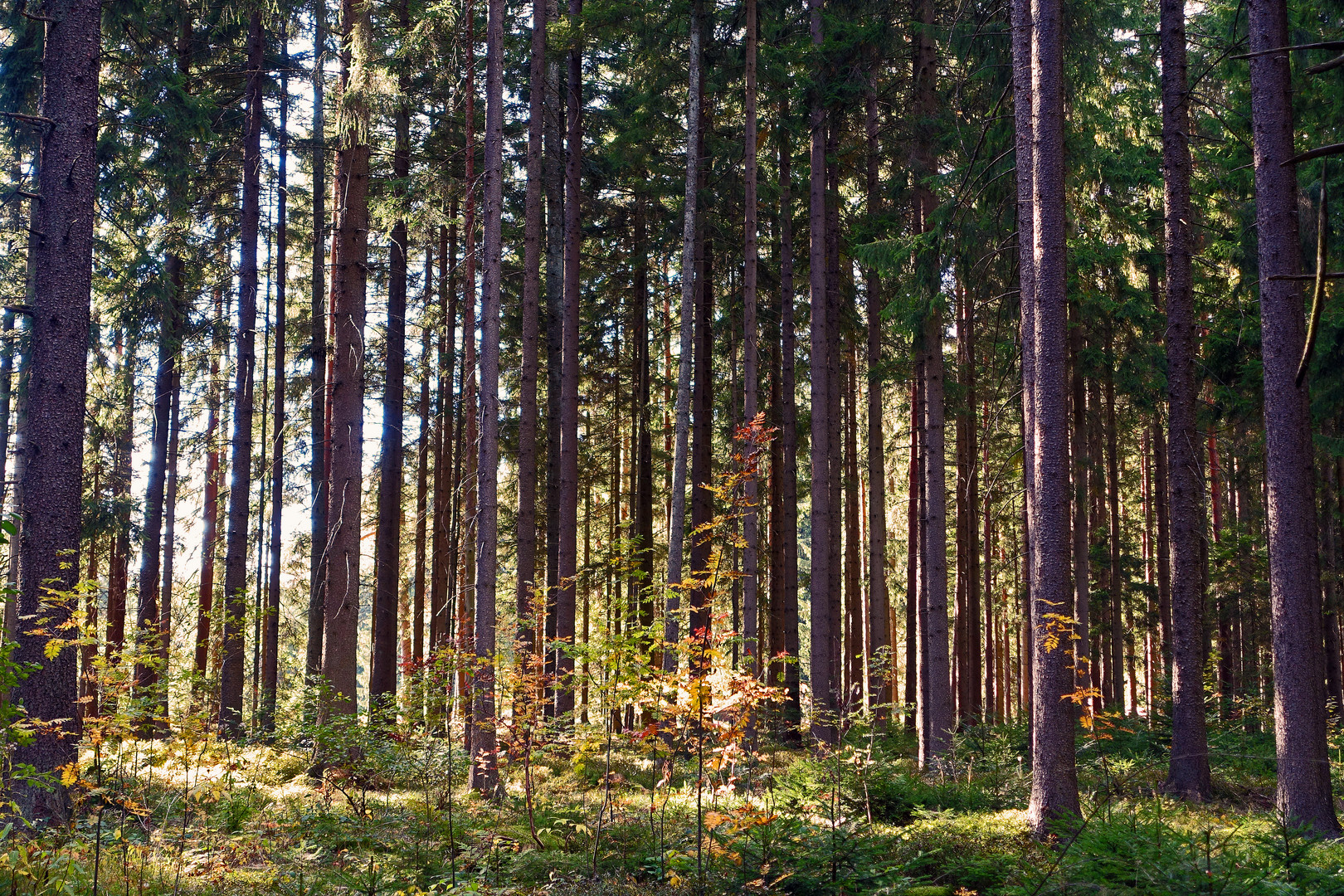 Waldspaziergang