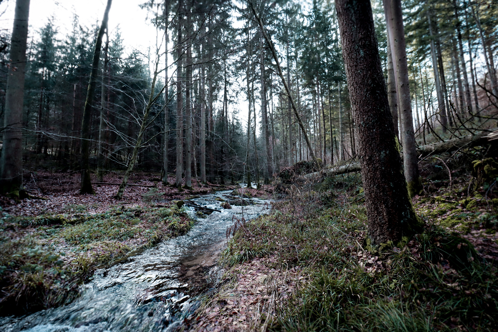 Waldspaziergang