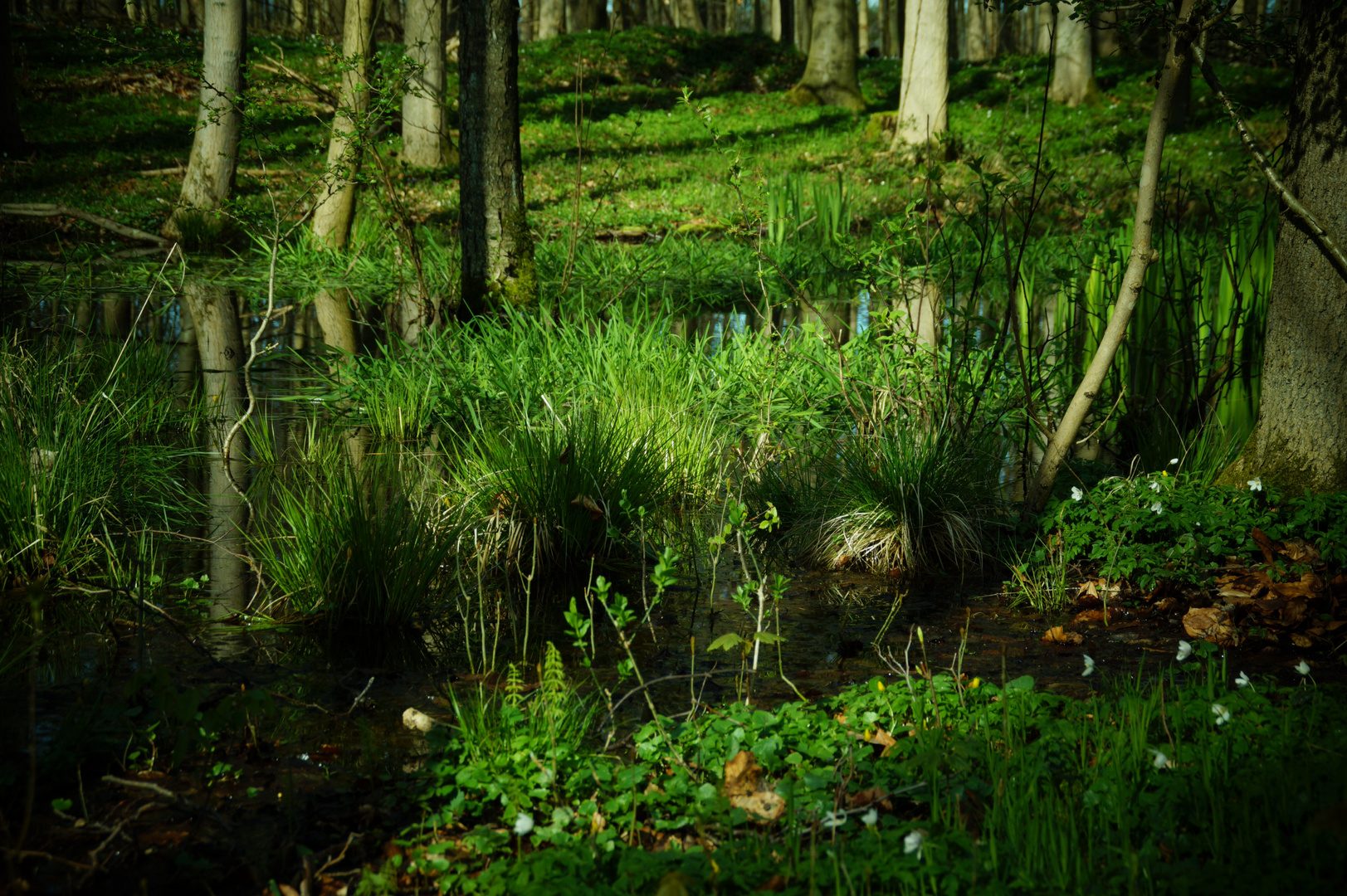 Waldspaziergang