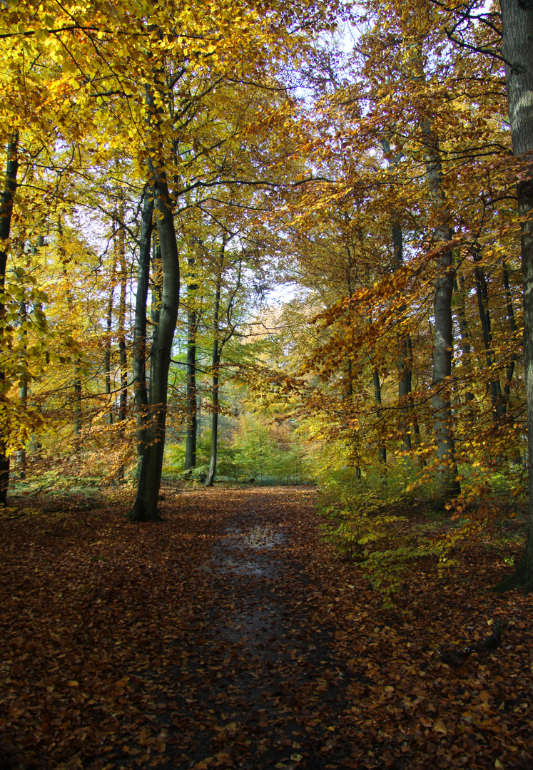 Waldspaziergang