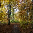 Waldspaziergang