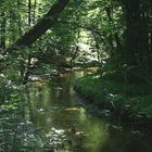 Waldspaziergang am Fluß