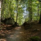 Waldspaziergang am Hechtsee 