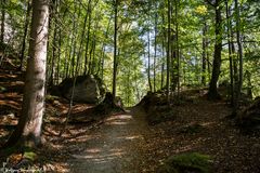 Waldspaziergang am Hechtsee 