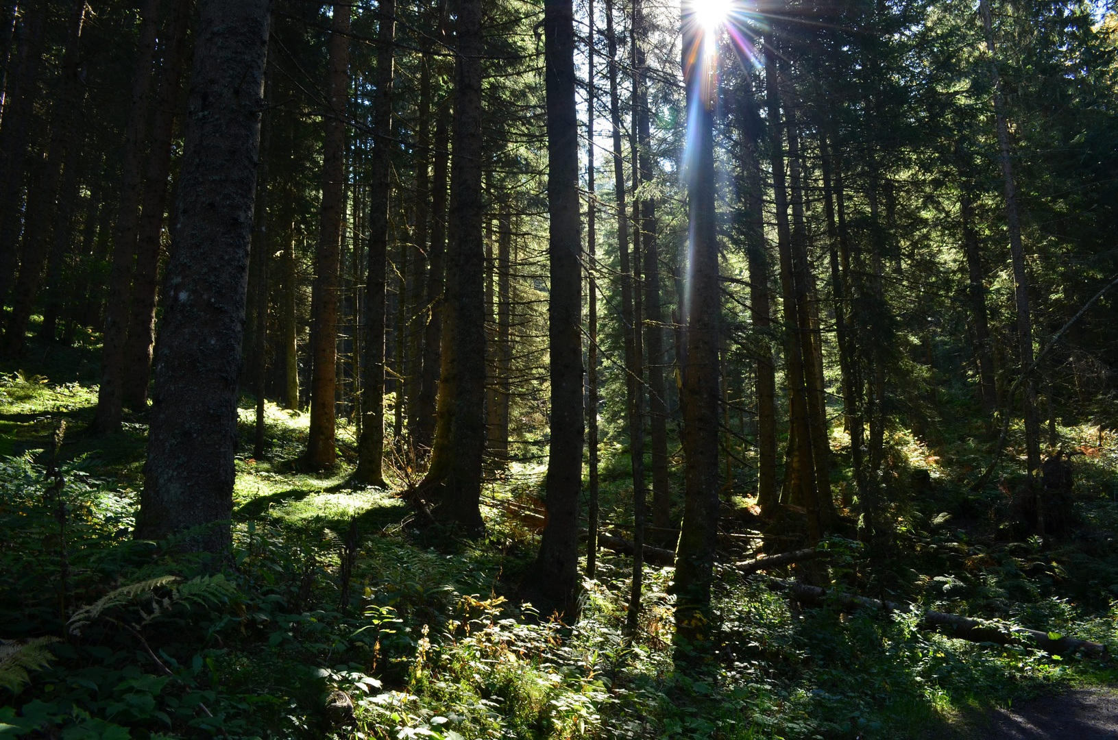 Waldspaziergang am Hochgündegg