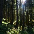 Waldspaziergang am Hochgündegg