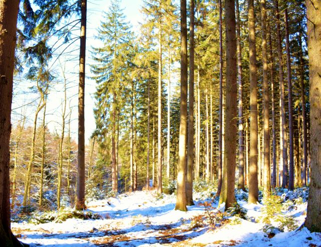 Waldspaziergang am Möhnesee