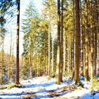 Waldspaziergang am Möhnesee