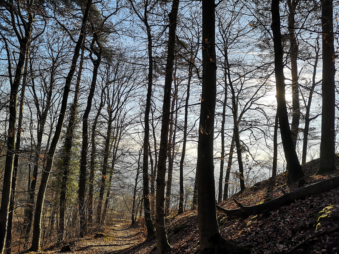 Waldspaziergang am Morgen