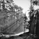 Waldspaziergang am Morgen