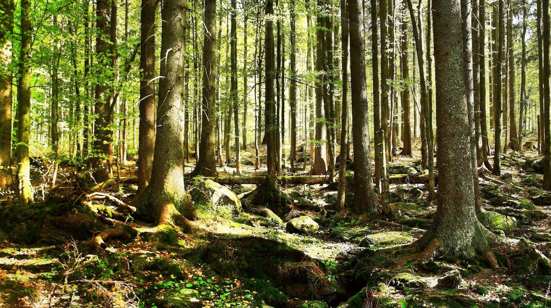 Waldspaziergang am Sonntagmorgen