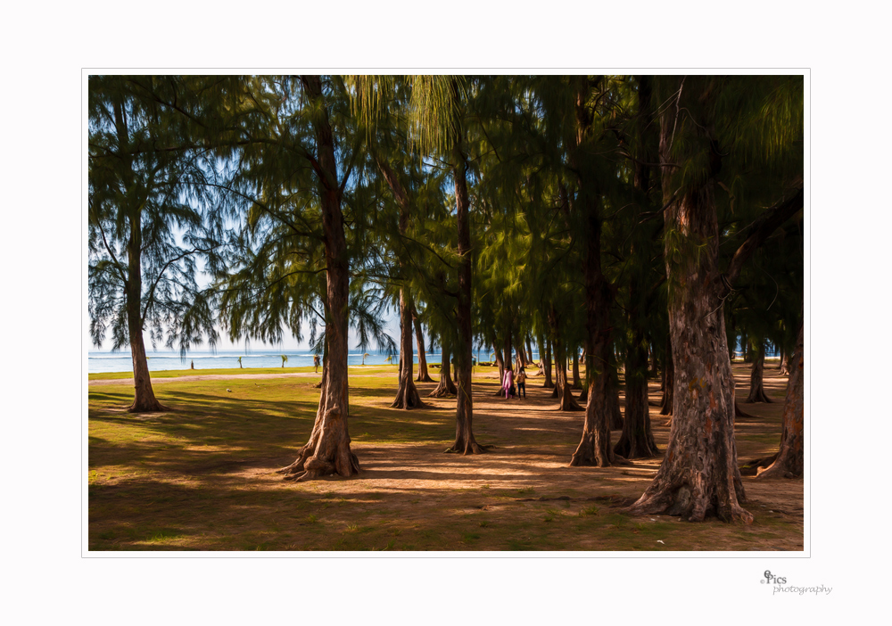 Waldspaziergang am Strand