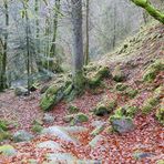 Waldspaziergang an der Wutach