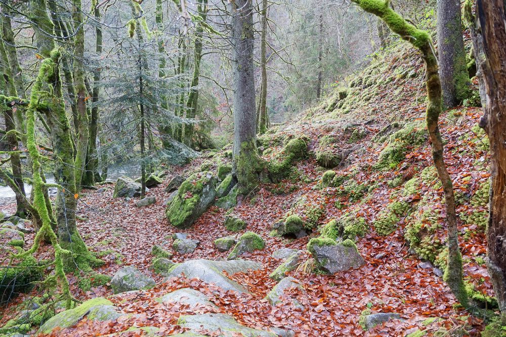 Waldspaziergang an der Wutach