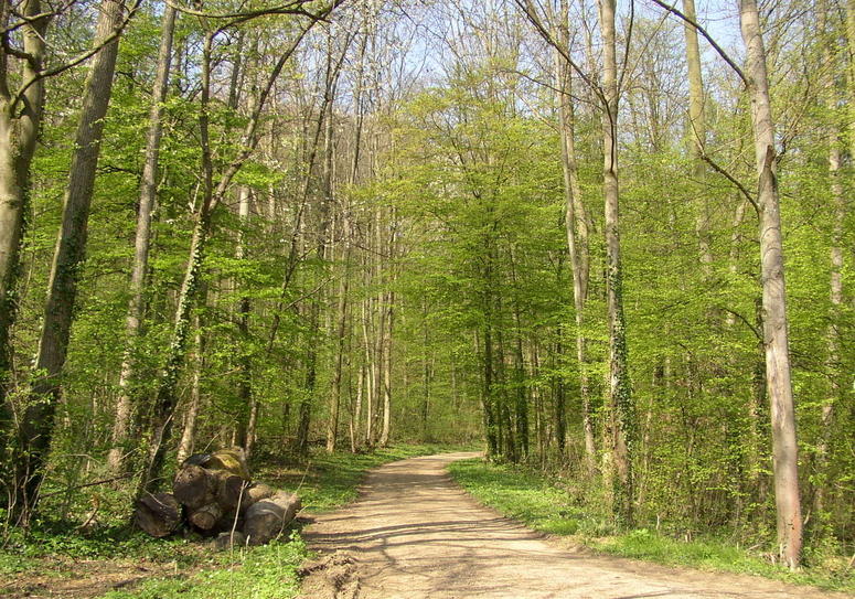 Waldspaziergang auf dem Schönberg ?