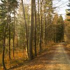 Waldspaziergang auf der Alb