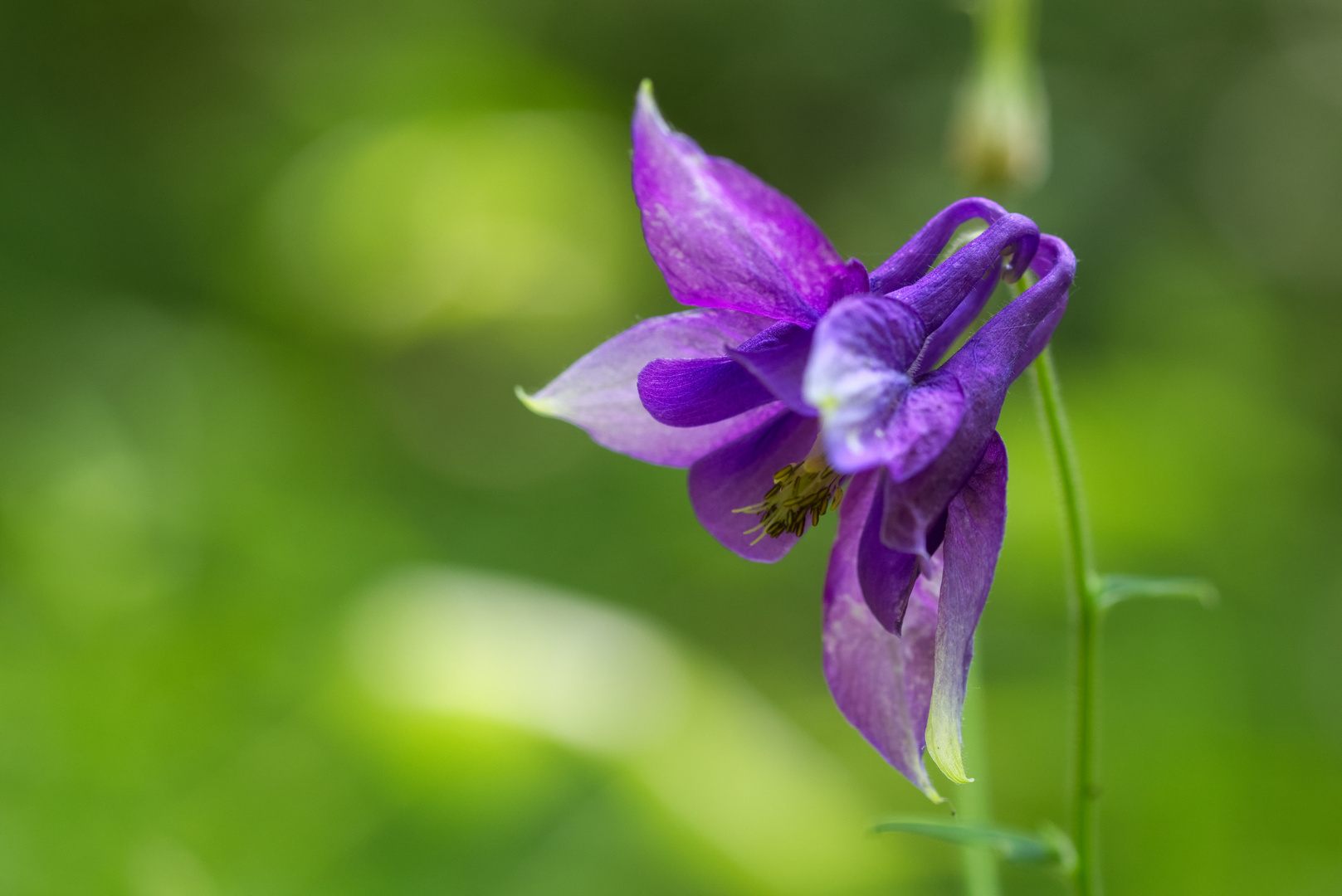 Waldspaziergang