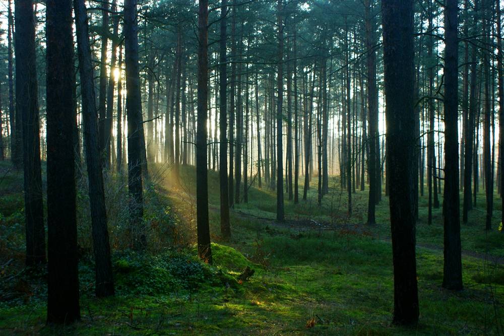 Waldspaziergang