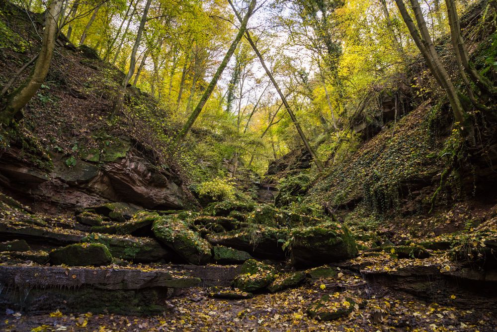 Waldspaziergang